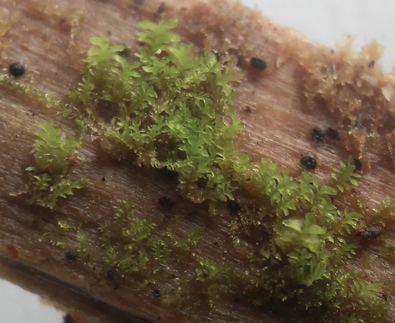 Scapania apiculata